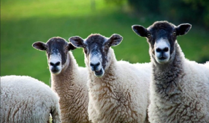 Azərbaycanda ər və arvadı bir sürü qoyun oğurladı