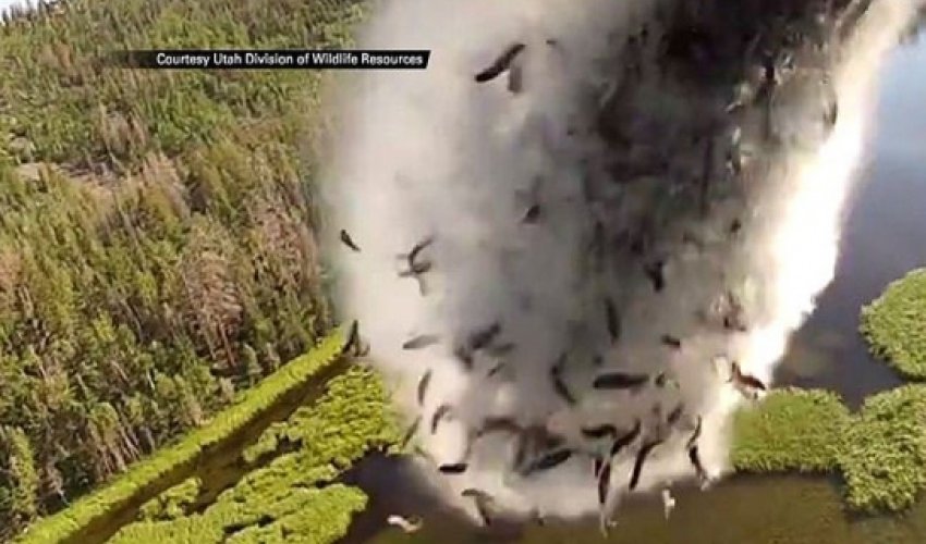Watch: Fish air-dropped from a plane to restock lakes - VIDEO Watch: Fish air-dropped from a plane to restock lakes - VIDEO