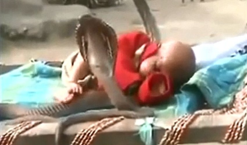 Baby sleeps soundly as he is protected by four COBRAS - PHOTO+VIDEO Baby sleeps soundly as he is protected by four COBRAS - PHOTO+VIDEO