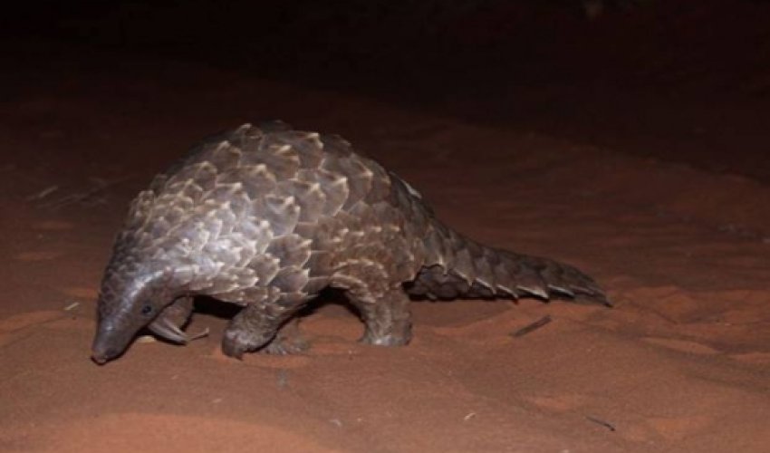 This animal risks extinction for being too delicious This animal risks extinction for being too delicious