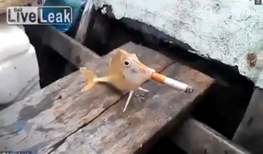 Cruel fishermen force a fish to puff a CIGARETTE - PHOTO+VIDEO Cruel fishermen force a fish to puff a CIGARETTE - PHOTO+VIDEO