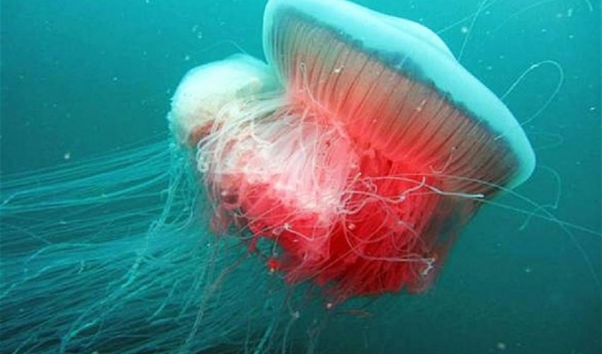 Giant jellyfish spotted in the Adriatic for first time since Second World War
