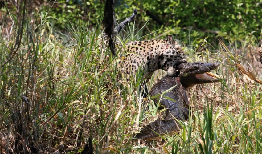 Caiman is caught by one-eyed jaguar - PHOTO Caiman is caught by one-eyed jaguar - PHOTO