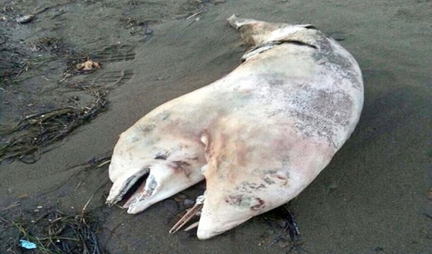 Two-headed DOLPHIN washes up on Turkish beach - VIDEO Two-headed DOLPHIN washes up on Turkish beach - VIDEO