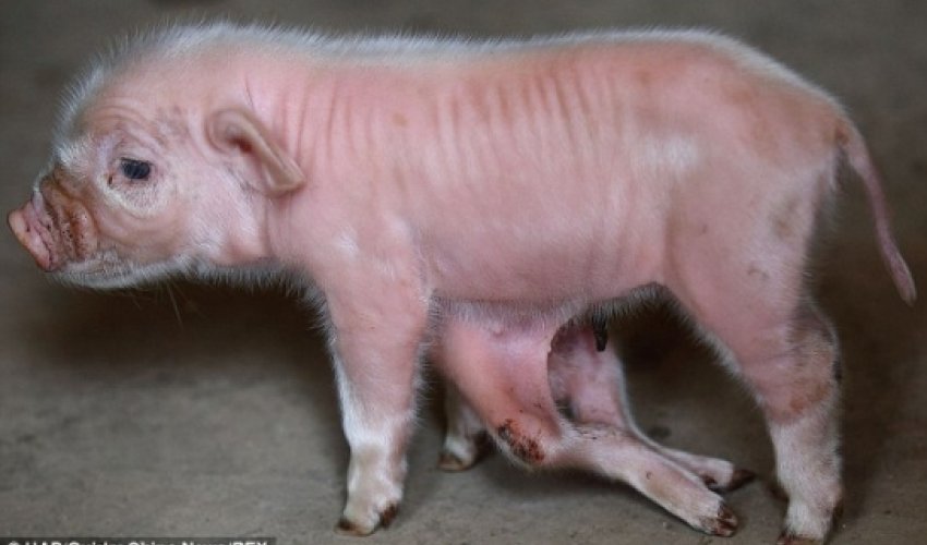 Four extra legs protruding from piglet's stomach - PHOTO+VIDEO Four extra legs protruding from piglet's stomach - PHOTO+VIDEO