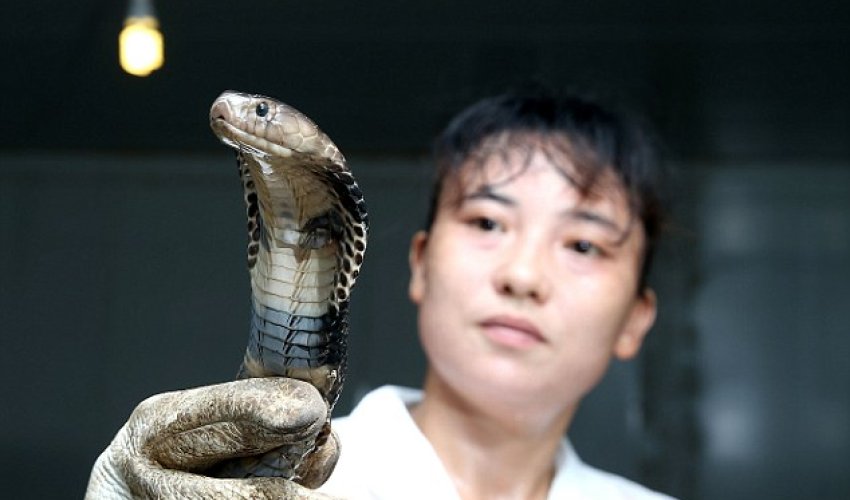 Chinese brothers run farm home to 50,000 SNAKES - PHOTO Chinese brothers run farm home to 50,000 SNAKES - PHOTO