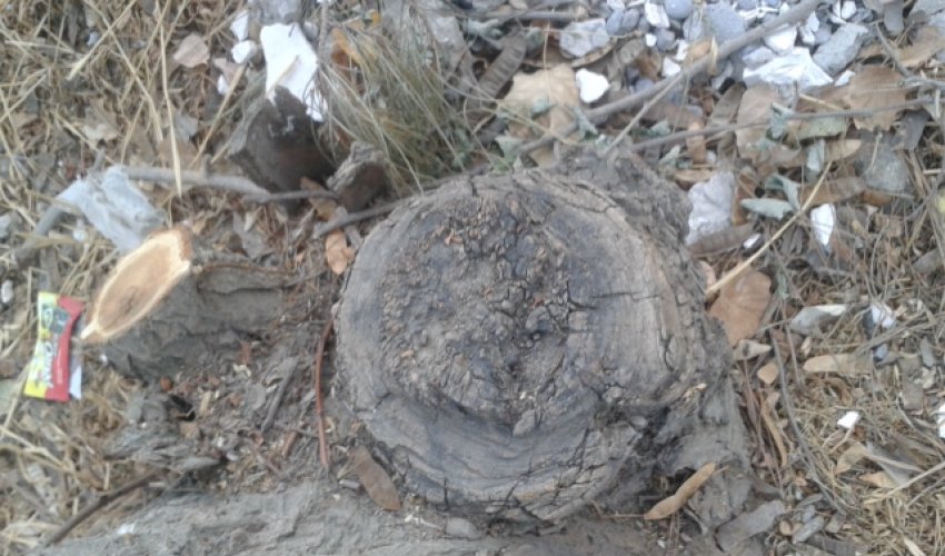 Mehriban Əliyevanın iradı bəhrə verdi - FOTO+VİDEO