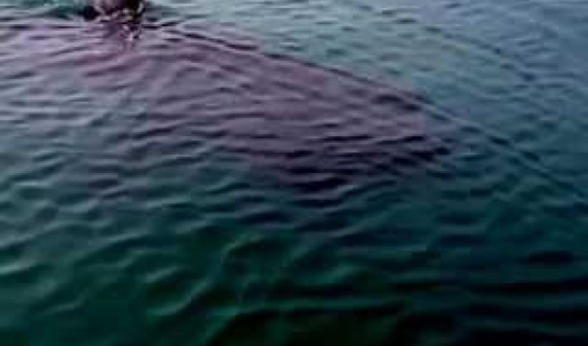 Watch shark captured by fisherman swallowed WHOLE by terrifying monster of the deep - VIDEO Watch shark captured by fisherman swallowed WHOLE by terrifying monster of the deep - VIDEO