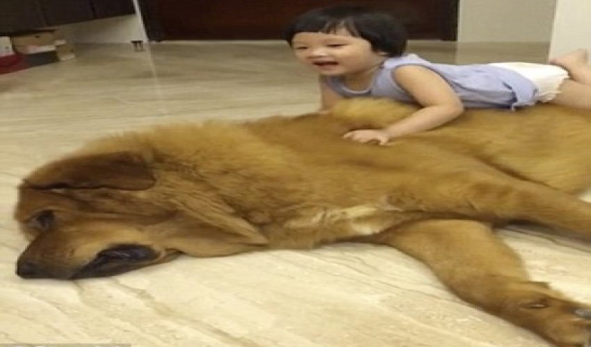 Toddler cuddles with her gentle giant dog - VIDEO