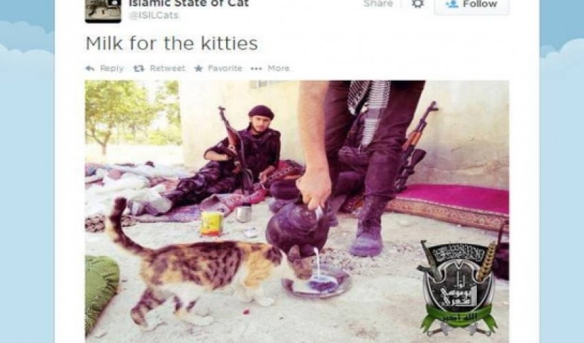 Isis have a 'I can haz Islamic state' kitten twitter account Isis have a 'I can haz Islamic state' kitten twitter account