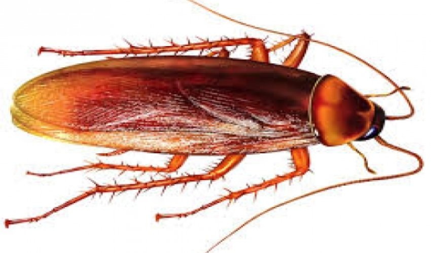 Eating cockroaches in China: Healing and delicious? Eating cockroaches in China: Healing and delicious?
