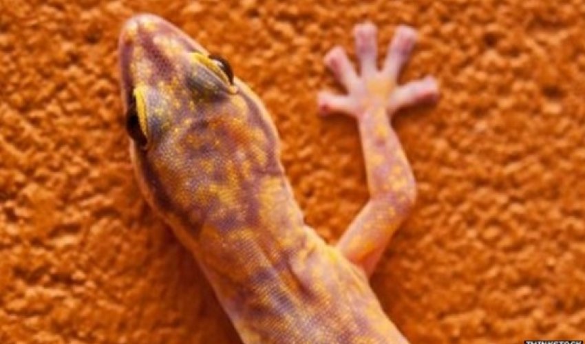 Sex geckos die in orbit on Russian space project Sex geckos die in orbit on Russian space project