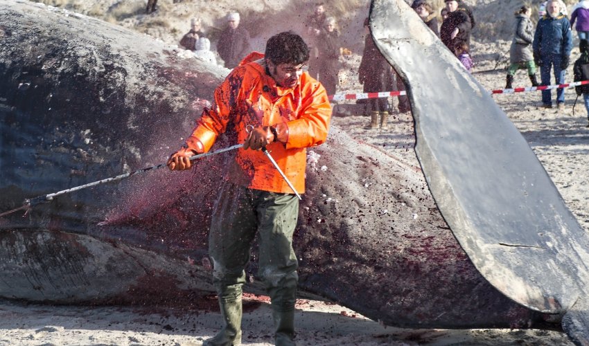 Whale explodes in man's face - VIDEO