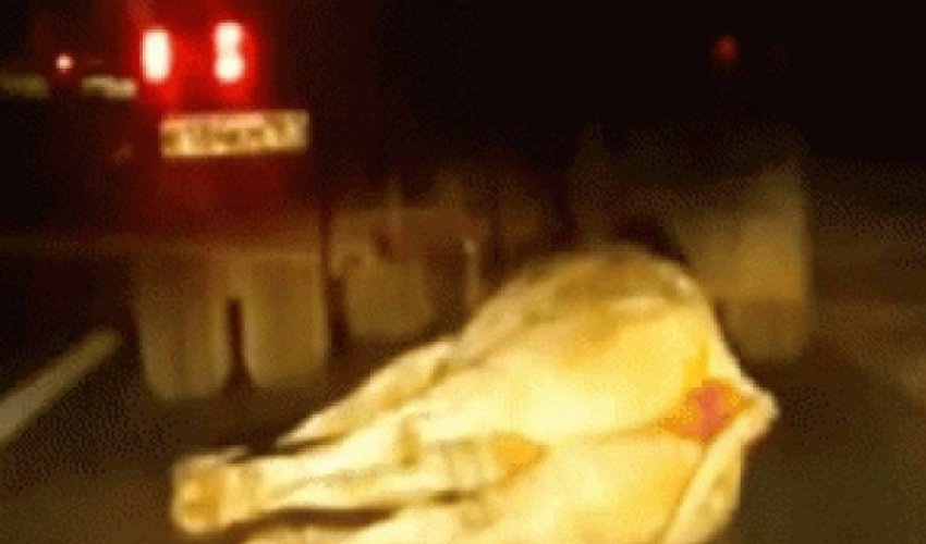 İnəyi maşının arxasına bağlayıb sürüdülər - VİDEO İnəyi maşının arxasına bağlayıb sürüdülər - VİDEO