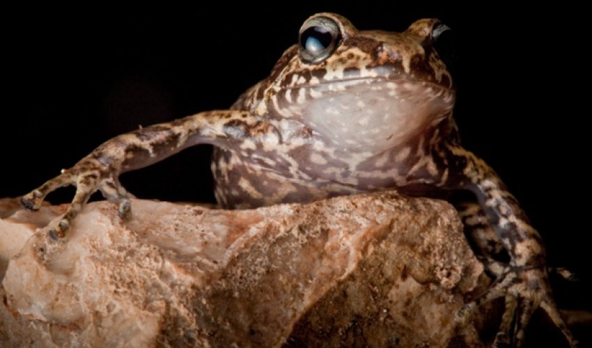 Lost frogs: finding the world's rarest amphibians - PHOTO