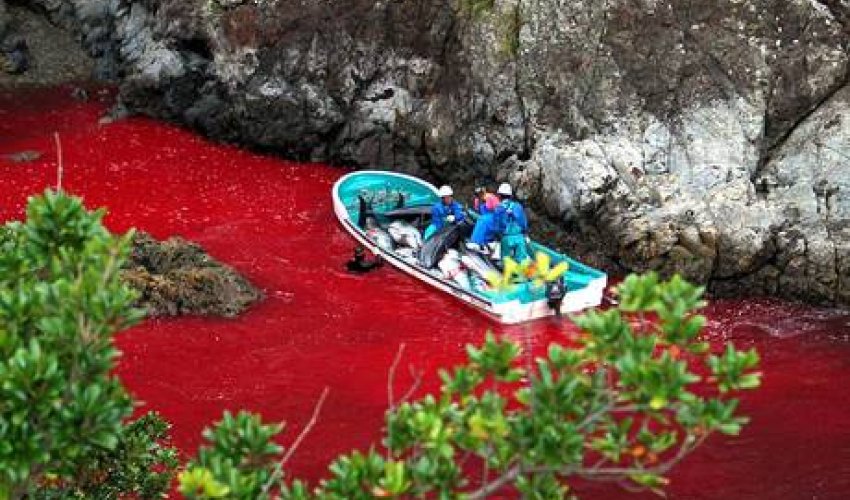Dolphin hunting season begins at Taiji Cove - PHOTO Dolphin hunting season begins at Taiji Cove - PHOTO