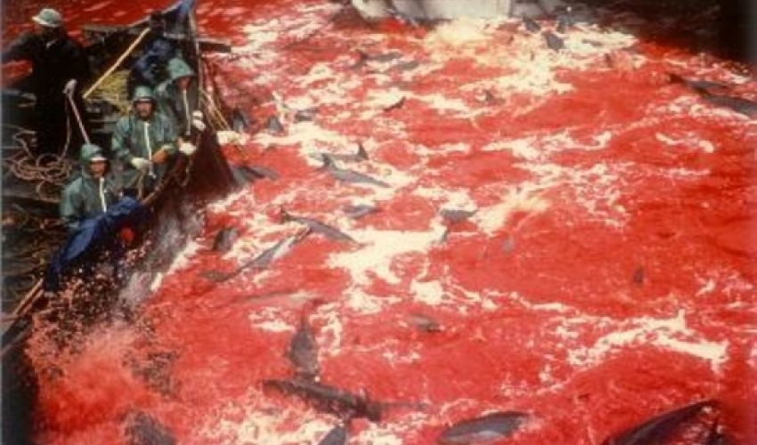 Japan must put an end to the brutal slaughter and torture of its dolphins Japan must put an end to the brutal slaughter and torture of its dolphins
