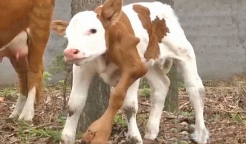 Six-legged calf is born in China - PHOTO Six-legged calf is born in China - PHOTO
