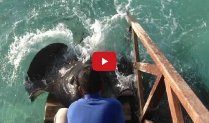 Stingray jumps onto ramp for food - VIDEO