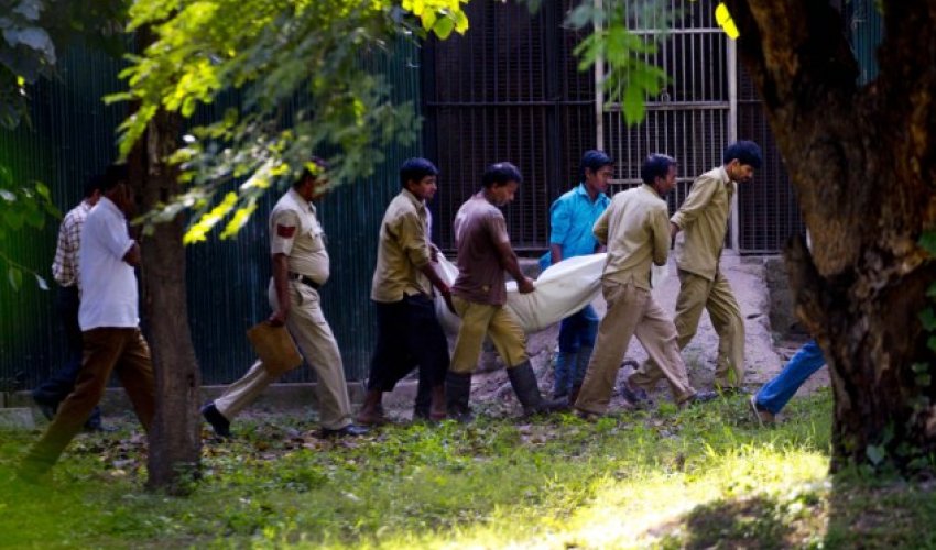Man mauled to death by white tiger - PHOTO+VIDEO Man mauled to death by white tiger - PHOTO+VIDEO