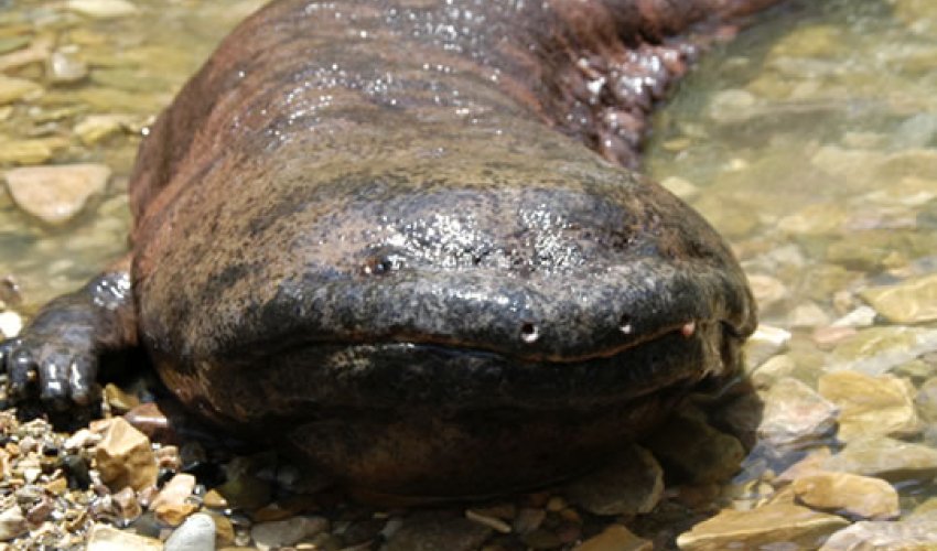 Giant Salamander Emerges from River in Japan - PHOTO+VIDEO