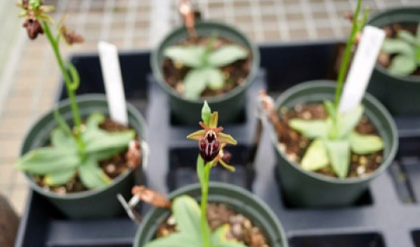 “Xarı Bülbül”ə kino çəkilir