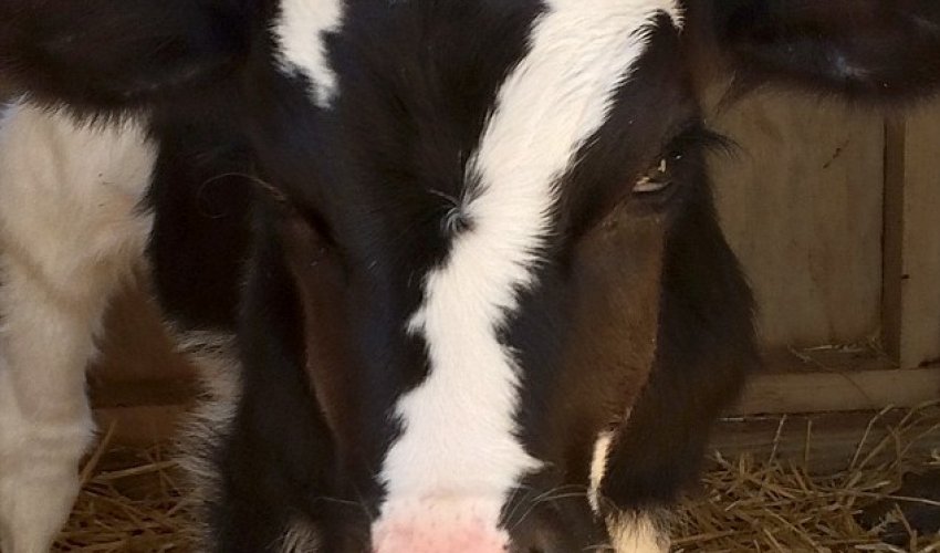 Baby calf born with a perfect white number seven - PHOTO