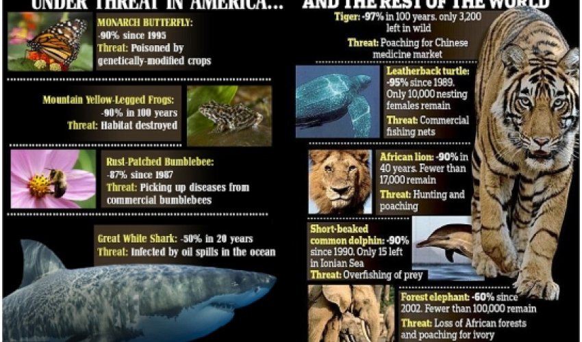 HALF the world's wild animals have disappeared in 40 years - PHOTO