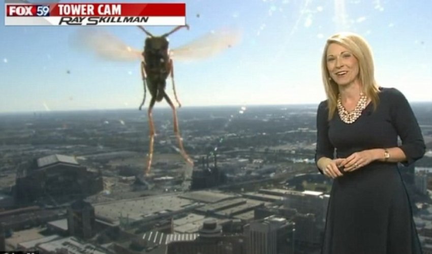When insects attack! When insects attack!
