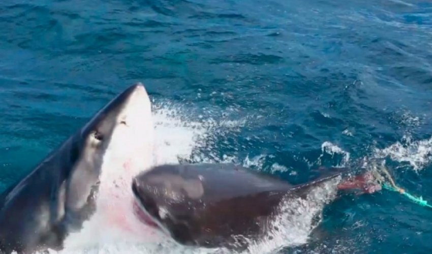 Viral Video of the Day: Great White Shark Deathmatch - VIDEO Viral Video of the Day: Great White Shark Deathmatch - VIDEO