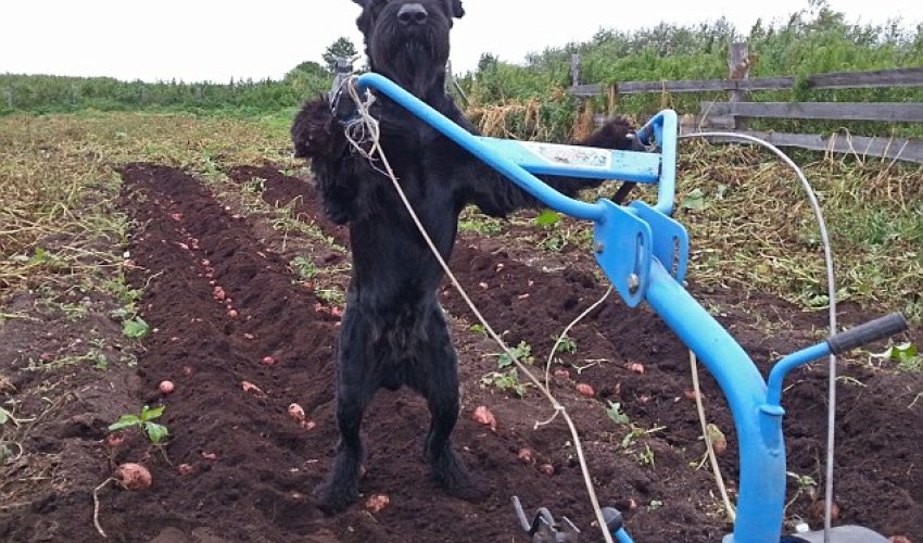 He's a bit more than a sheepdog! - PHOTO+VIDEO