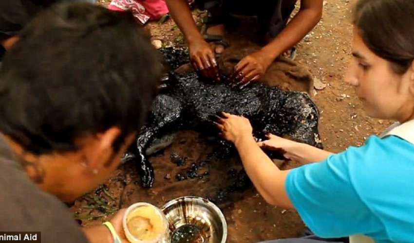 The dog that turned into a rock - PHOTO+VIDEO