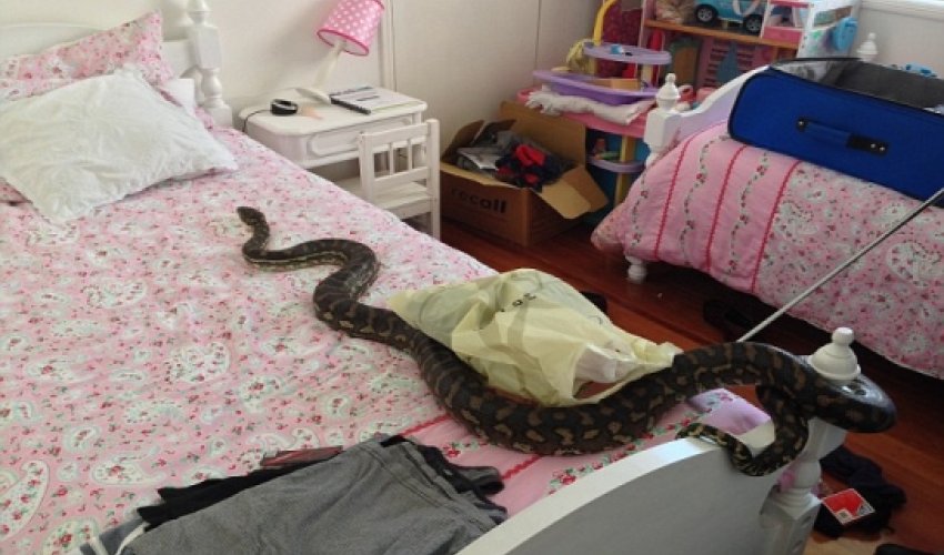 Horrifying moment a SNAKE bursts out of a bathroom light fitting - PHOTO+VIDEO Horrifying moment a SNAKE bursts out of a bathroom light fitting - PHOTO+VIDEO