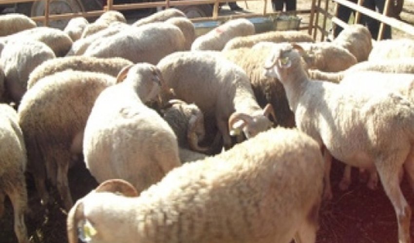 Krediti və borcu olanlar qurban kəsə bilərlər? - VİDEO Krediti və borcu olanlar qurban kəsə bilərlər? - VİDEO