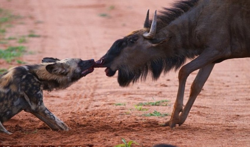 Dragged to its death by its nose - VIDEO Dragged to its death by its nose - VIDEO