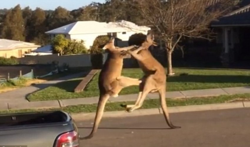 Two boxing kangaroos are captured on camera - VIDEO