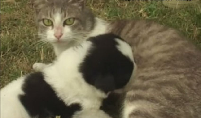 Bakıda heyvanlara sığınacaq tikilir