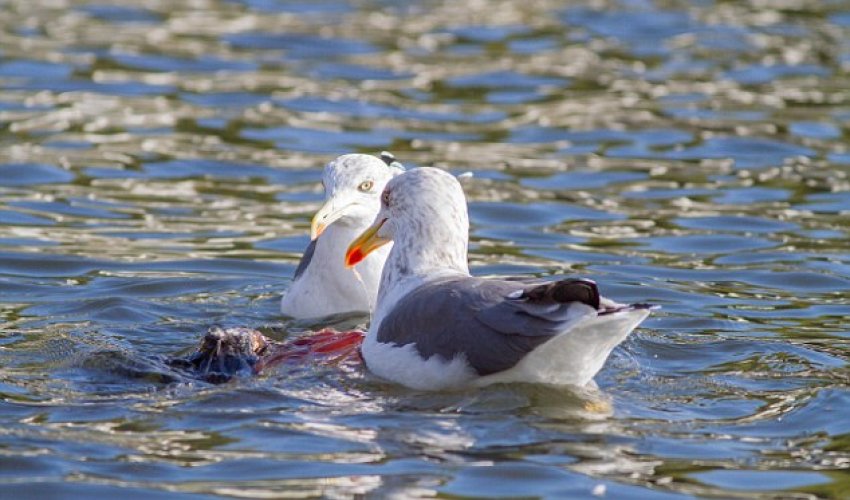 Killer seagull spotted drowning pigeons and EATING them - PHOTO+VIDEO Killer seagull spotted drowning pigeons and EATING them - PHOTO+VIDEO