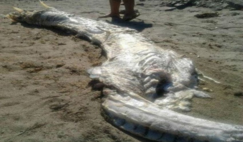 В Испании захоронили труп загадочного существа- ВИДЕО