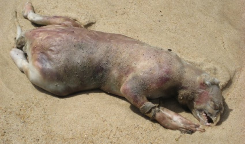 New 'Montauk Monster' spotted in Panama - PHOTO+VIDEO New 'Montauk Monster' spotted in Panama - PHOTO+VIDEO