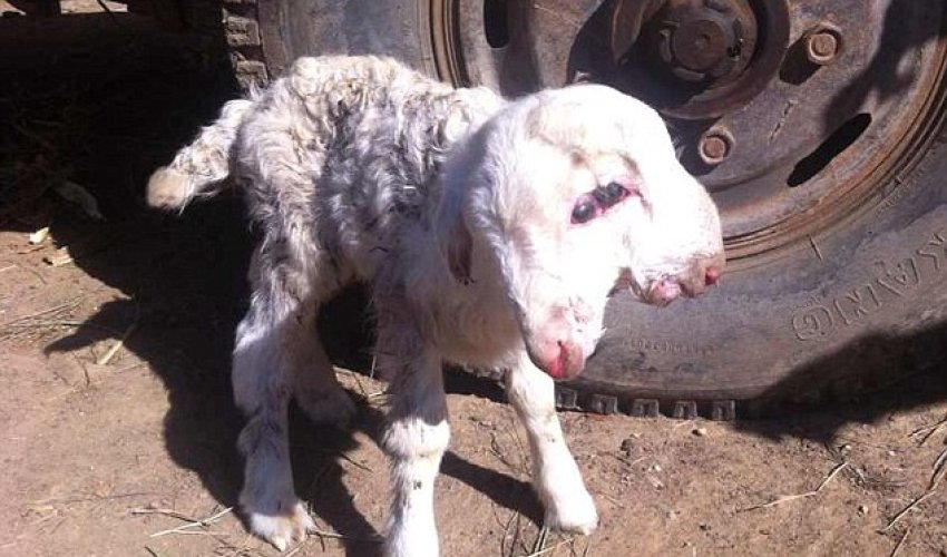 Double take: Lamb is born with TWO heads in China - PHOTO