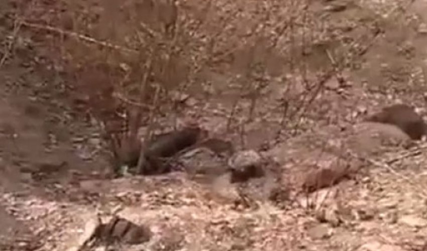 Zorlanmış 286 qadının cəsədi tapıldı - VİDEO