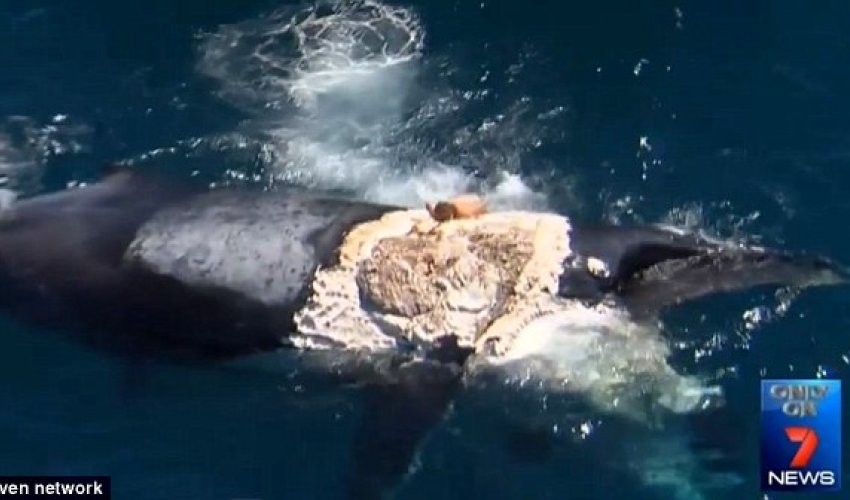 Man says he jumped ondead whale because he thought 'it would be funny' - PHOTO+VIDEO Man says he jumped ondead whale because he thought 'it would be funny' - PHOTO+VIDEO