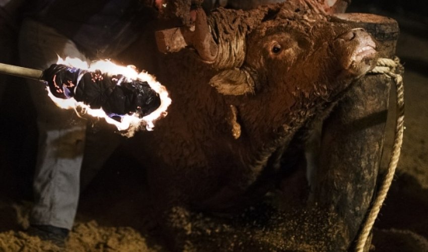 Horror at Spanish festival where live animals are set on fire - PHOTO+VIDEO Horror at Spanish festival where live animals are set on fire - PHOTO+VIDEO