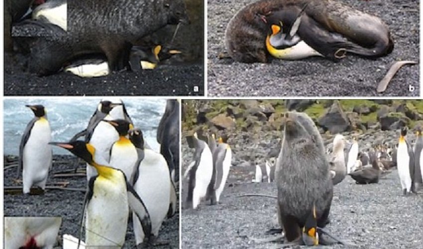 Why are seals having sex with PENGUINS? - PHOTO+VIDEO Why are seals having sex with PENGUINS? - PHOTO+VIDEO