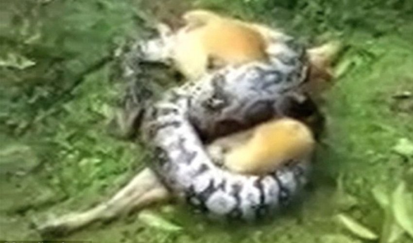 That's got me out of a tight squeeze! - VIDEO