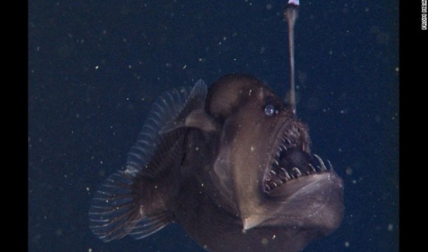 The elusive Black Seadevil is finally ready for its closeup - VIDEO The elusive Black Seadevil is finally ready for its closeup - VIDEO