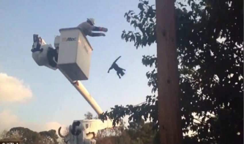 Firefighter HURLS a cat after rescuing it from the top of utility pole - VIDEO Firefighter HURLS a cat after rescuing it from the top of utility pole - VIDEO