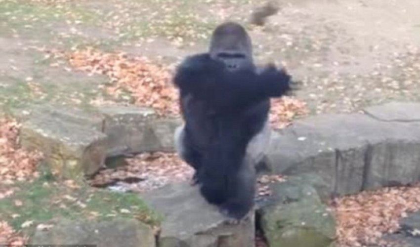 Angry ape throws rock at tourists - VIDEO