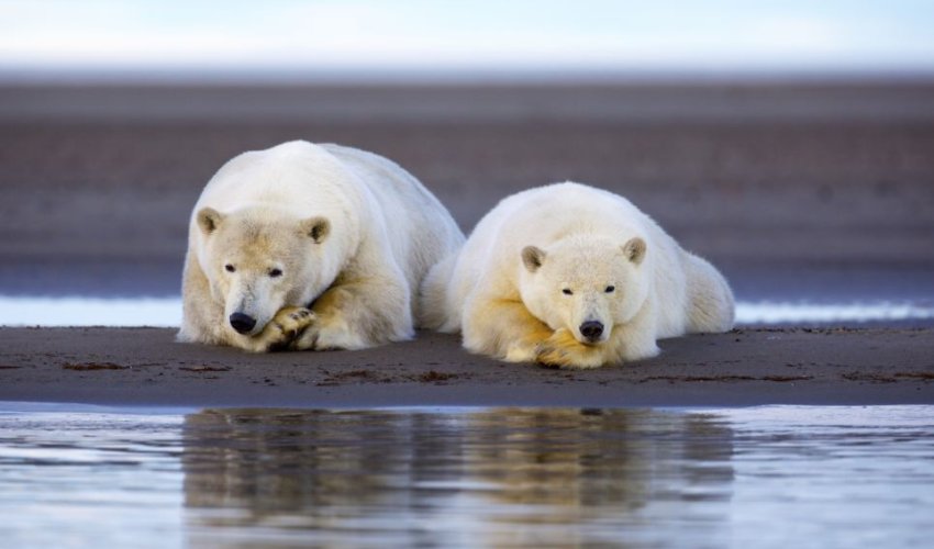 Arctic sunset bathes family of polar bears - PHOTO Arctic sunset bathes family of polar bears - PHOTO